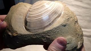 My Most Favorite Clam