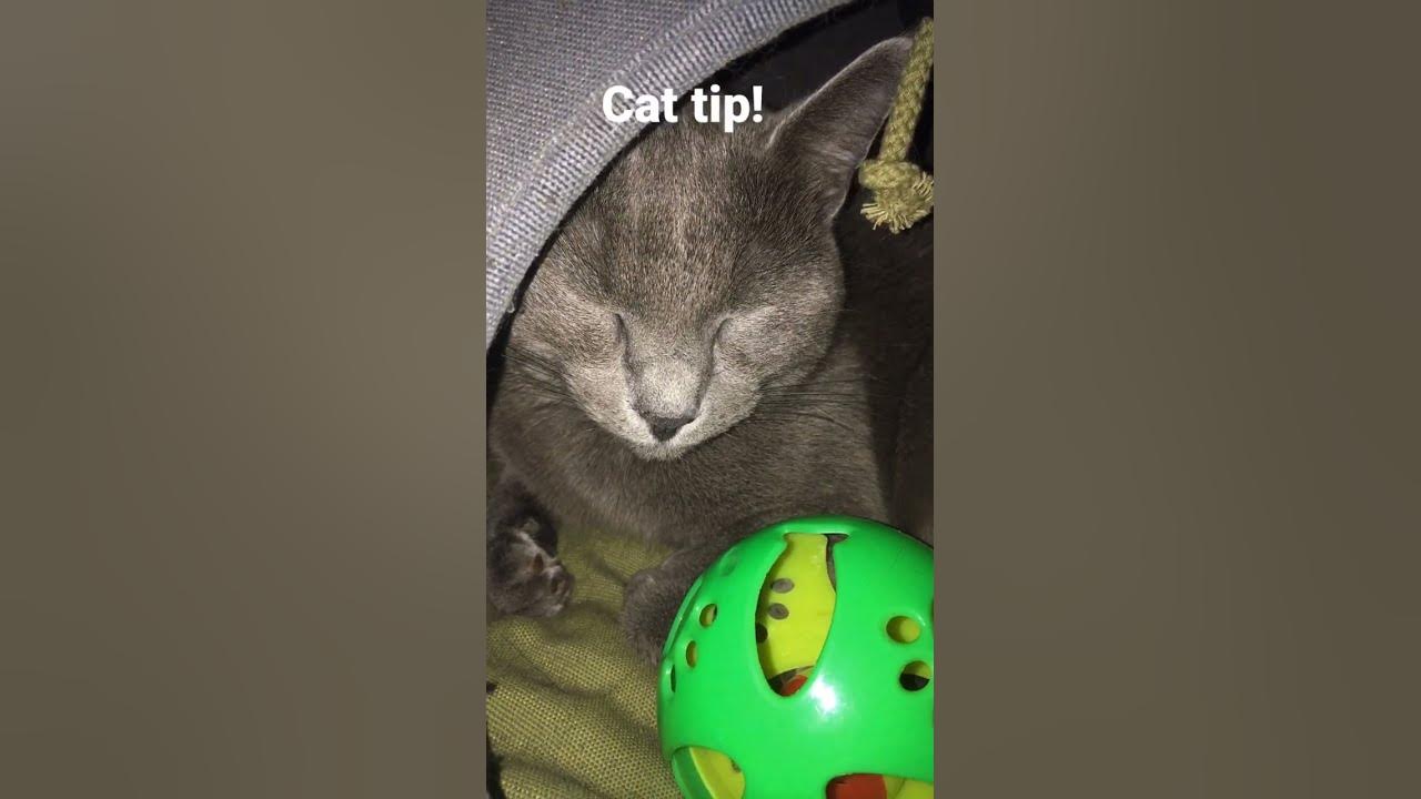 cat-tip-if-you-lose-your-cat-cat-cute-youtube