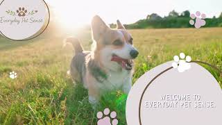 Start Here | Everyday Pet Sense