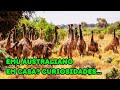 Como  ter em casa um casal de emu australiano alimentao manejo e curiosidades