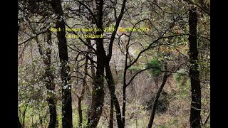 Bach : French Suite No.4 In E Flat, BWV 815