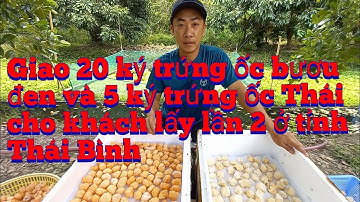 giao 20 ký trứng ốc bươu đen và 5 ký trứng ốc Thái Lan cho khách lấy lần 2 ở tỉnh Thái Bình.
