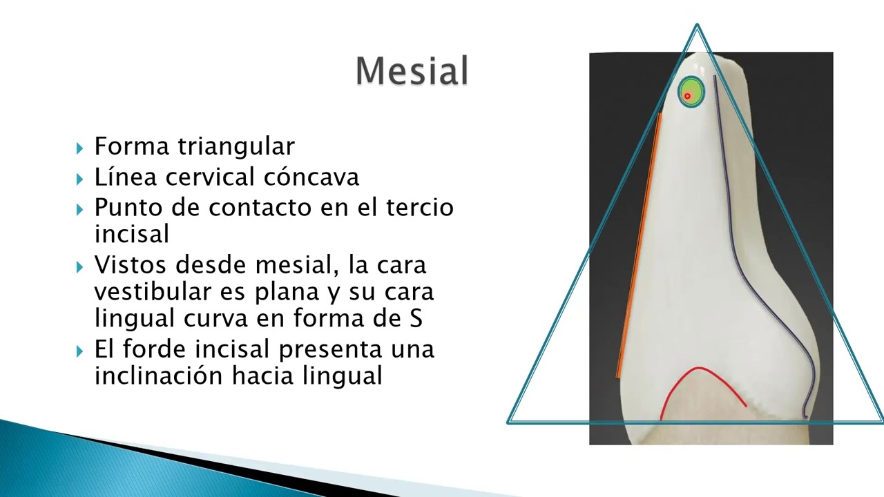 Anatomía de dientes anteroinferiores permanentes