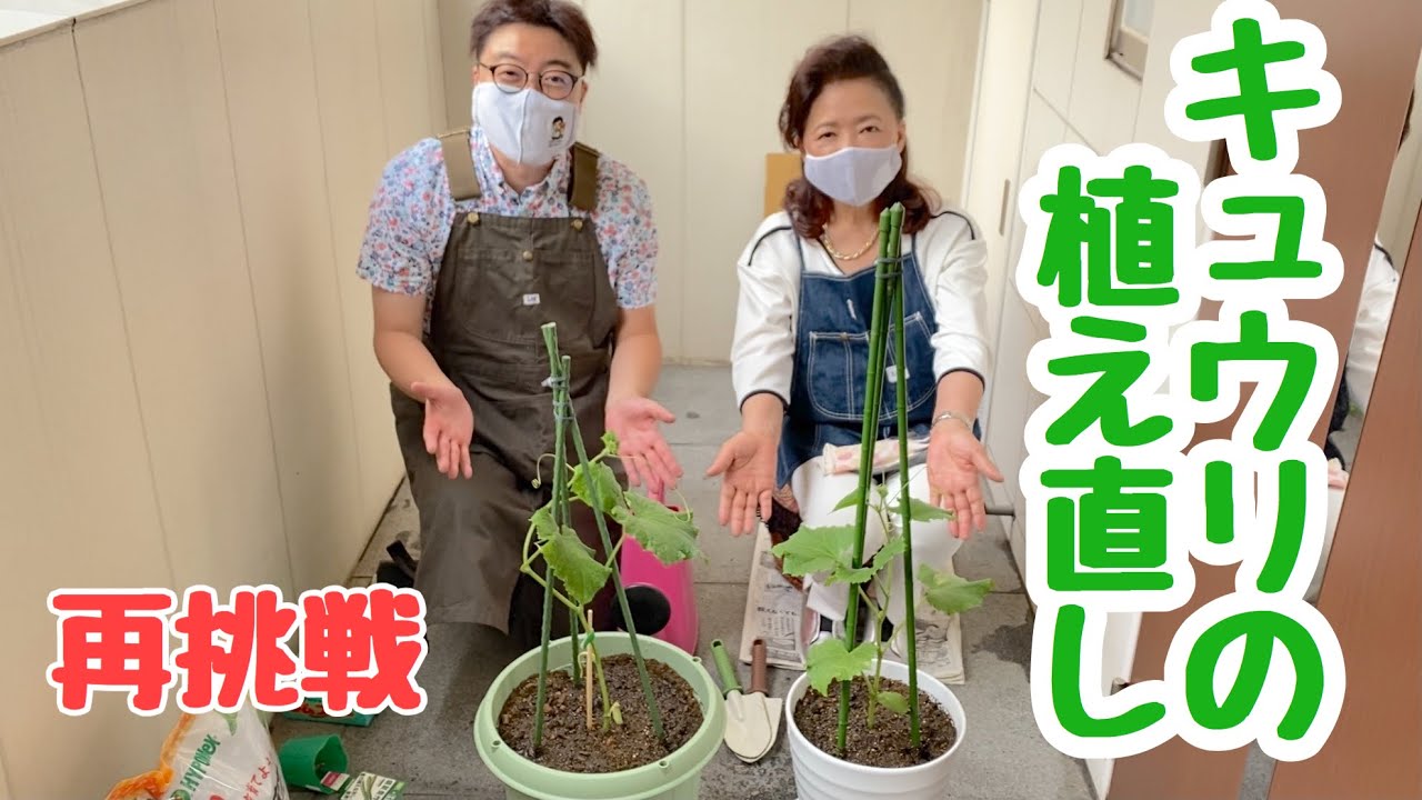 Revenge] Replanting cucumbers at Biichimaru Garden - YouTube
