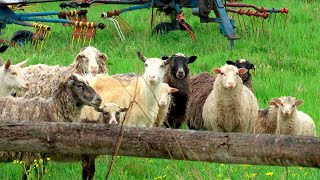 видео: СЫТЫЕ И НАЕВШИЕСЯ. Купил стадо овец 4 года назад – что с ним теперь? картинка: СЫТЫЕ И НАЕВШИЕСЯ. Купил стадо овец 4 года назад – что с ним теперь?