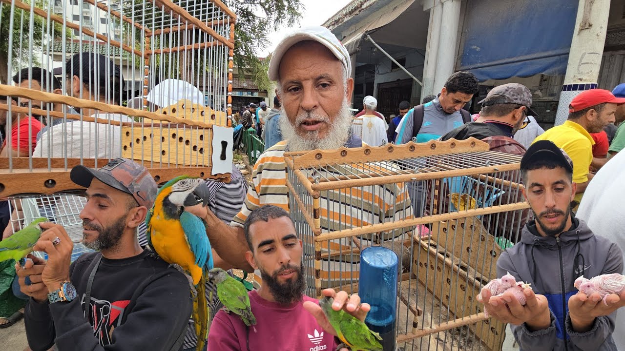 سوق القريعة🔥أجيو نتولعو ونتعرفو على أتمنة مختلف أنواع الطيور ببغاوات طيور مغردة فرجة  #سوق_القريعة 