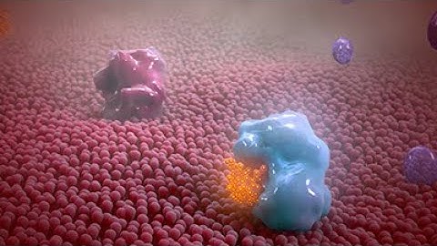 Non-steroidal Anti-inflammatory Drug Animation