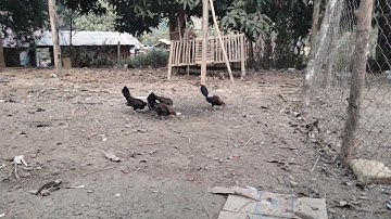 saib kuv cov me nyuam qaib dib ob hli ntau