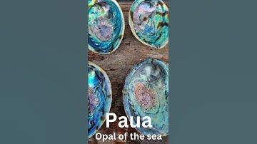 Paua