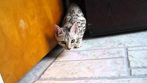 Video 659511: silver spotted bengal kitten, black bengal kitten, cat first