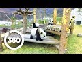 Panda Playtime (360 Video)