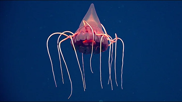 20 New Deep Sea Creature Encounters Caught on Camera in Hawaii 2025 | Mega ROV Countdown № 2