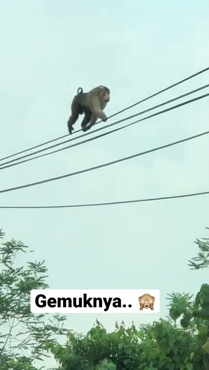 Steady je monyet ni #funnyanimal #monkey #shortvideo