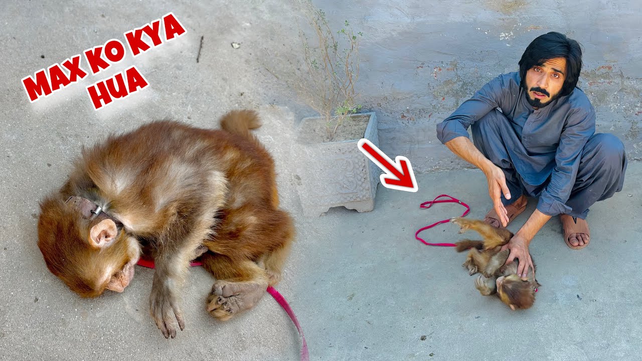 Max Bohat Bimar Hai 😢! Max Monkey!