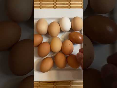 بيضة نادرة بدون قشرة       