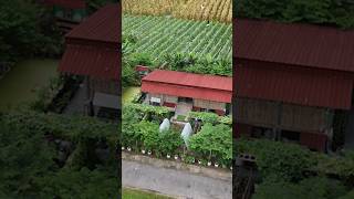 Bu Utiqs Beautiful Garden