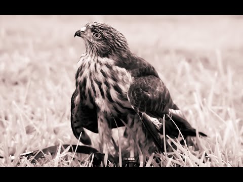 Vídeo: O que o falcão de canela afiada?