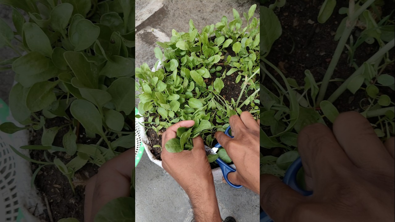 Today I am harvesting fresh spinach 