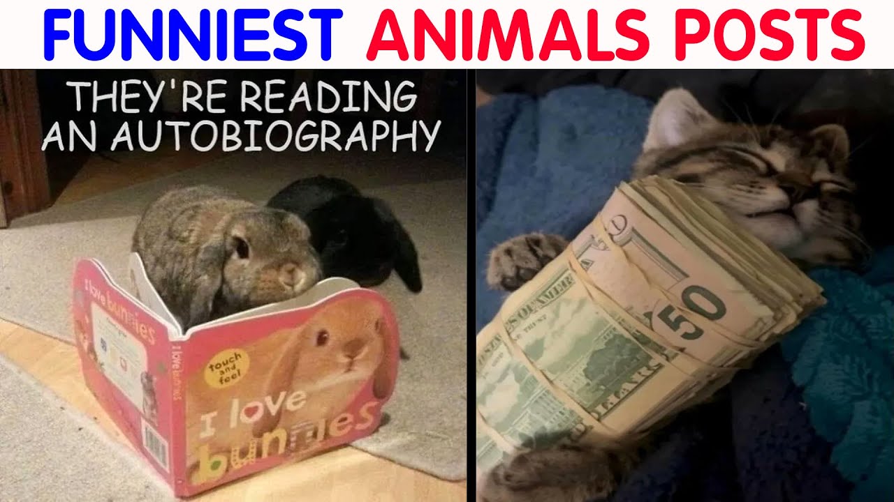 Animal Memes That Help People Forget Heavy Thoughts