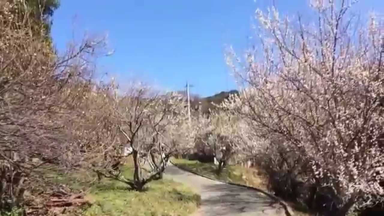 糸島 小富士の梅林 Youtube 糸島 小富士の梅林 Youtube