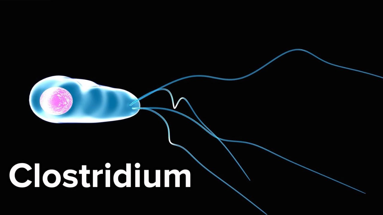 Microbiology/bacteriology/lec6,clostridium-شرح مايكرو طب أسنان 