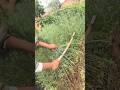 Farmer cuttingskills#farmlife #rogater #agriculture #agro #asmr#gardening #plants #growth #nobatidao