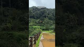 Coorg #tourism #india #vlog #india #karnataka #nature #love #status #trandingshorts #shots #tranding