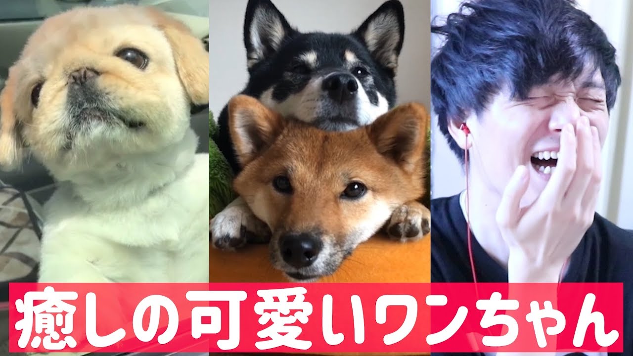 Tiktok 癒しの可愛い犬を観てみました Japan Youtube