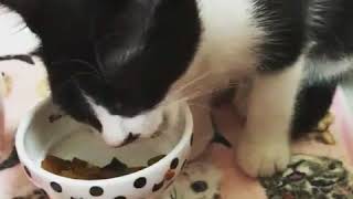 猫壱　ハッピーダイニング　おやつ皿 水玉