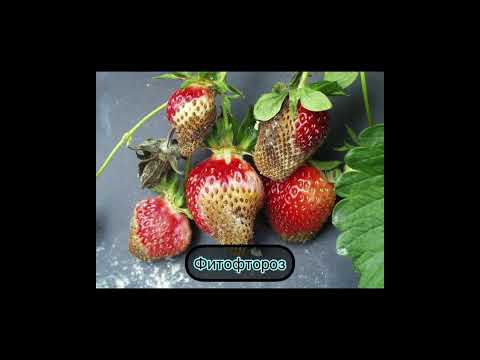 Определить болезнь клубники по фото. Клубника заболела! Что с клубникой?