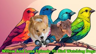 Willow And Luna Episode 41: Bird Watching Dogs