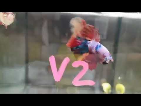 Stunning Koi hm Betta Show v2