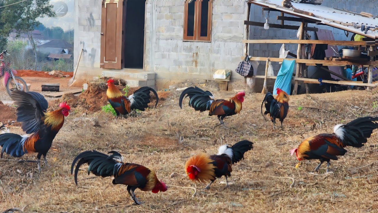 Qaib dib qaib nawb nyiam tu twg hu tuaj nawb95665396 