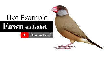 Java Fawn Also Known As Isabel  @HASSANAVES   Java Sparrow