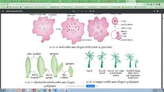SCERT Tamil Nadu, Download All Standard Study Materials &amp; Online Books | TN Schools Official Website