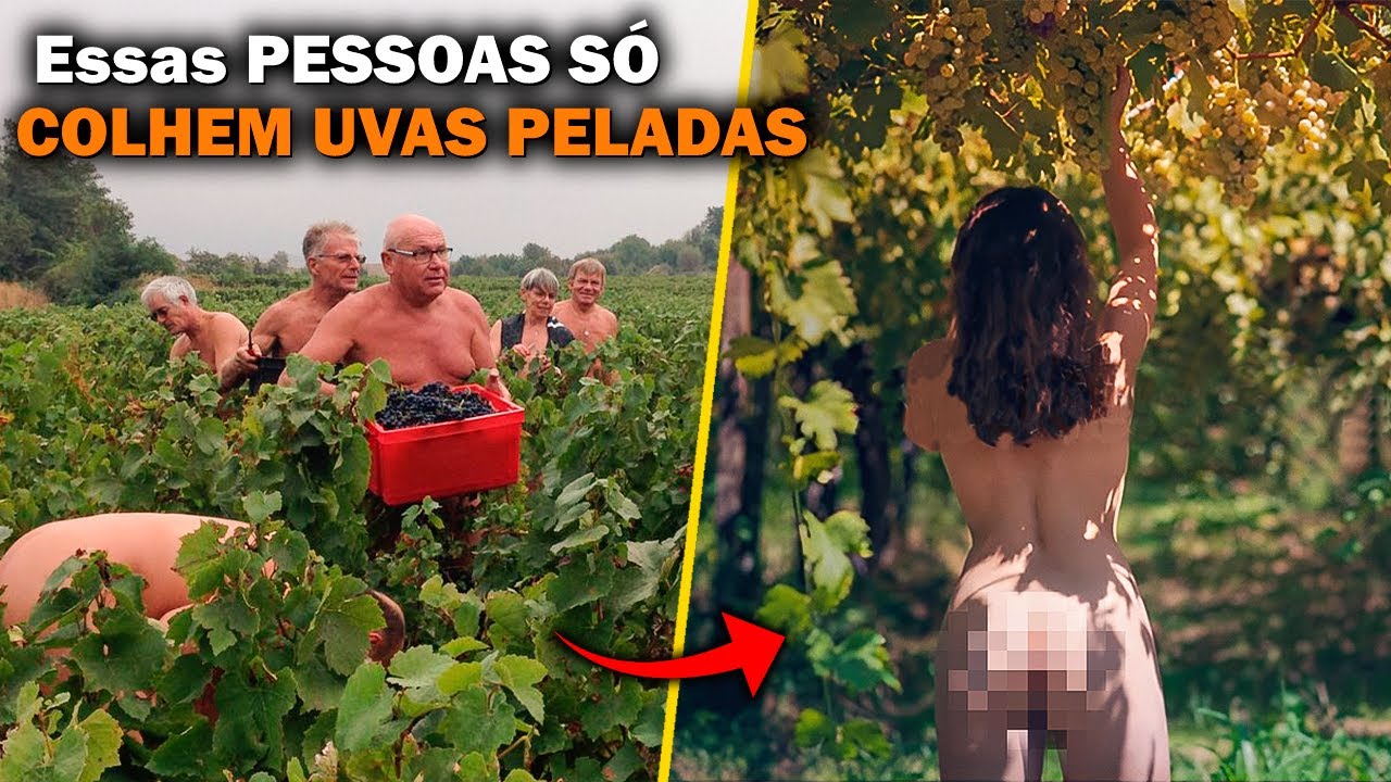 POR QUE ESSAS PESSOAS SÓ COLHEM UVAS PELADAS ?