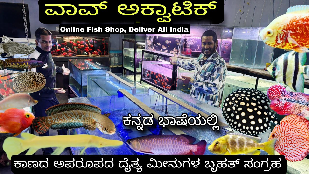 ವಾವ್ ಅಕ್ವಾಟಿಕ್ | Aquarium fish shop in Bangalore
