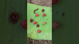 Red Millipedes ❤️  Moving Worms 🪱 #shorts #discover #outdoors #snake