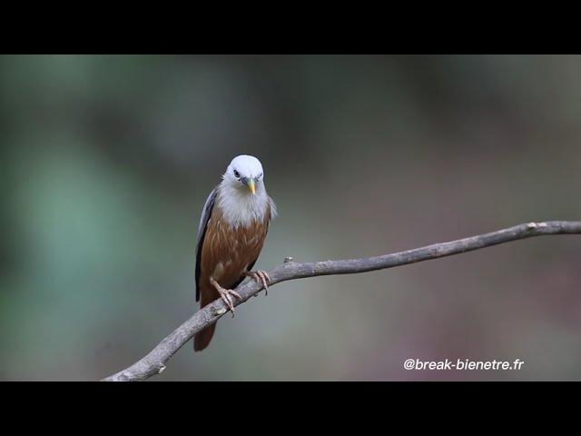 m.gralon.net.Jardin : 5 choses à savoir sur le rouge-gorge