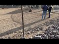Ophelia - PAWS video