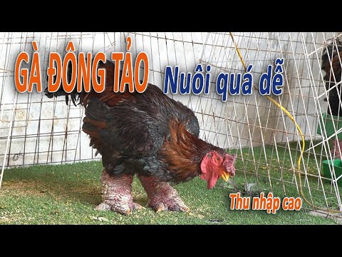 Video Kỹ thuật nuôi gà Đông tảo | Giống gà Đông tảo thuần... - youtube
