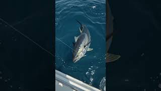 Monster Tuna Catch #shorts #ytshorts #shortsfeed #viral #trending