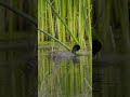 Wetland Project in California