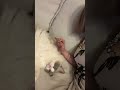 ソファでまったりしてたら猫ちゃんが何か喋ってた🐱