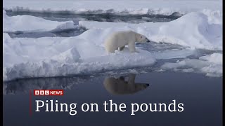 Polar Bears On Norwegian Islands Fatter And Healthier Despite Ice Loss, Scientists Say Arctic