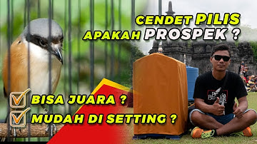 Cendet Pilis Apakah Prospek ??? Mengenali Karakter Burung Cendet Blangkon Pilis