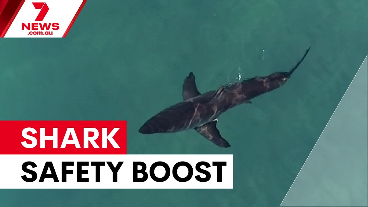Sydney beaches get major shark safety upgrade | 7NEWS - YouTube