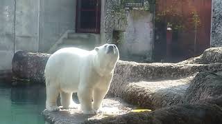 ポロロ（とくしま動物園）２４５０ 暑い日の氷はおいしい😋