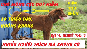 Chó Mông, chó cộc đuôi giá khủng 20 triệu 1 con trên Hà Giang có nguyễn tất thắng