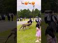 中国人の女の子。鹿が女の子を抱き上げて投げました。Nara Park deer 🦌 in japan